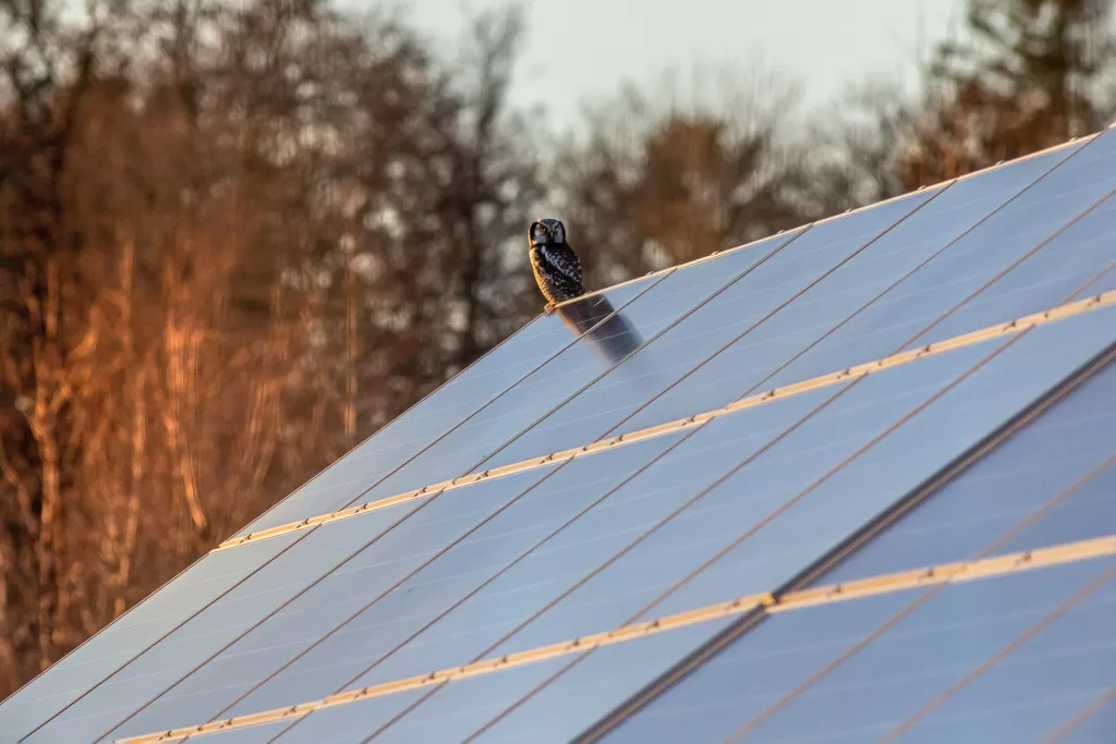 A bird perched on the edge of the solar panel