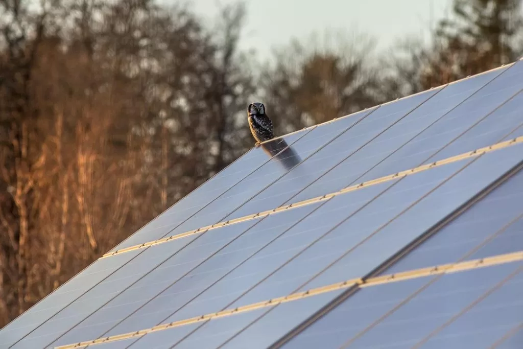 Solar panels on a roof with an owl perched at the top