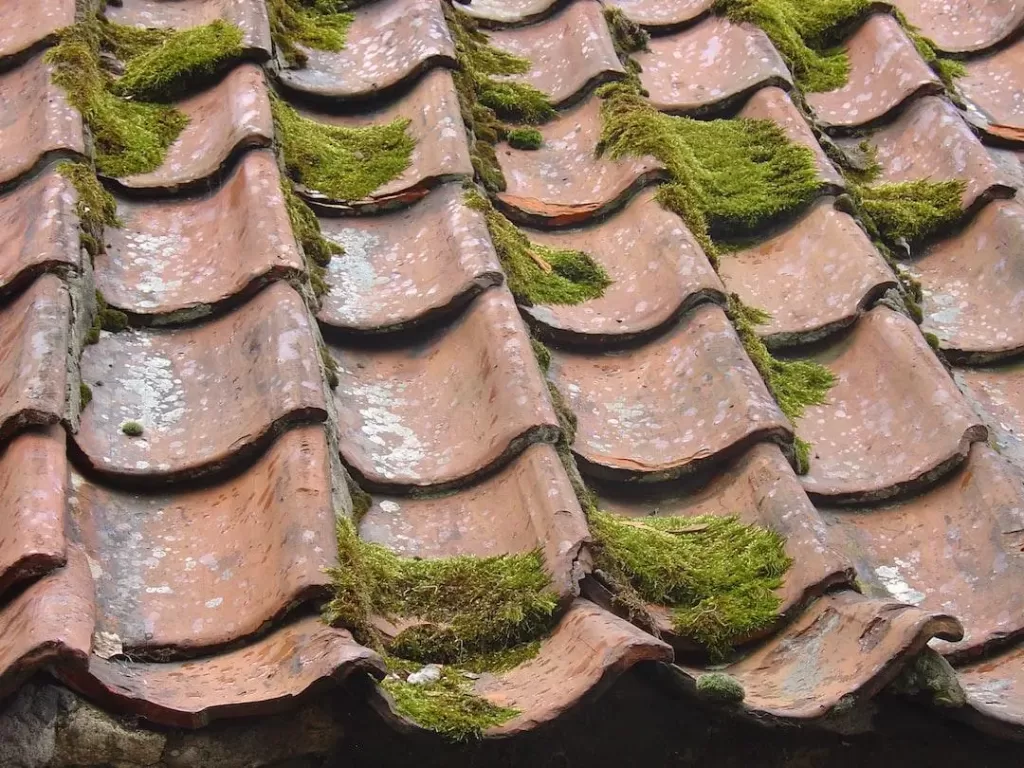 A tile roof with a build-up of moss on the tiles