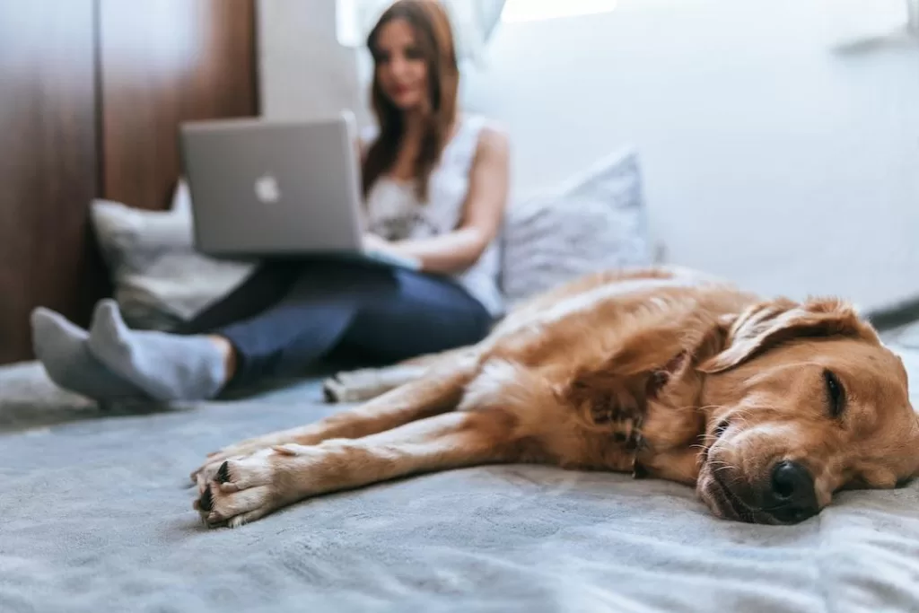 A person sitting on their bed with their dog looking up the cost of a home security system.